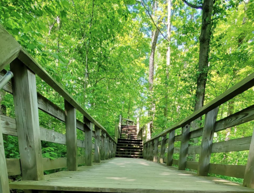 A wooden walkway leads up a set of stairs through a lush green forest. Sunlight filters through the trees.