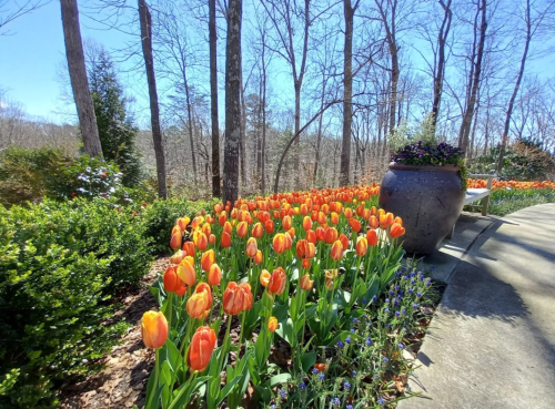 A vibrant garden with orange and yellow tulips, surrounded by trees and a stone path on a sunny day.
