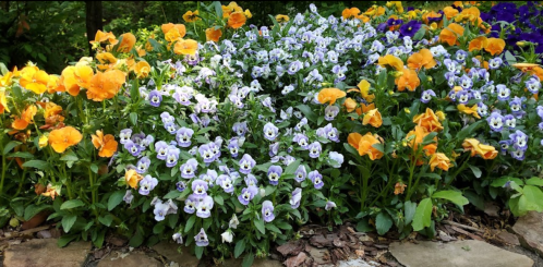 A vibrant garden bed filled with yellow and purple pansies, surrounded by green foliage and stone pathways.