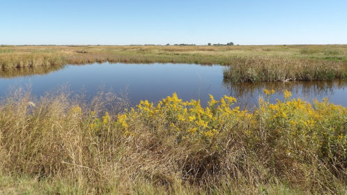 A serene wetland scene with a calm pond surrounded by tall grasses and yellow wildflowers under a clear blue sky.