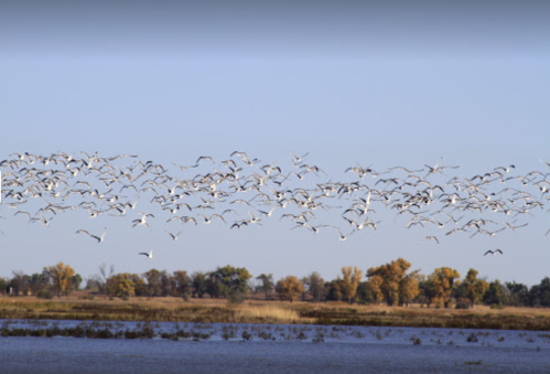 A flock of white birds flying over a calm water body with autumn trees in the background.
