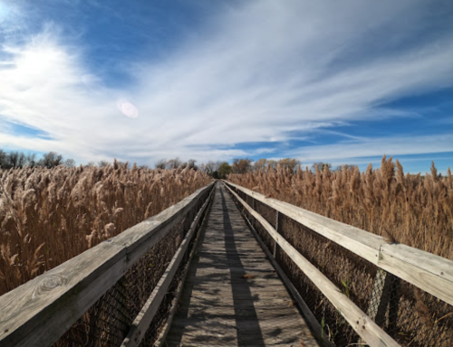 A wooden boardwalk stretches through tall golden grasses under a blue sky with wispy clouds.