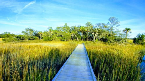 A wooden boardwalk leads through tall grass and trees under a clear blue sky.