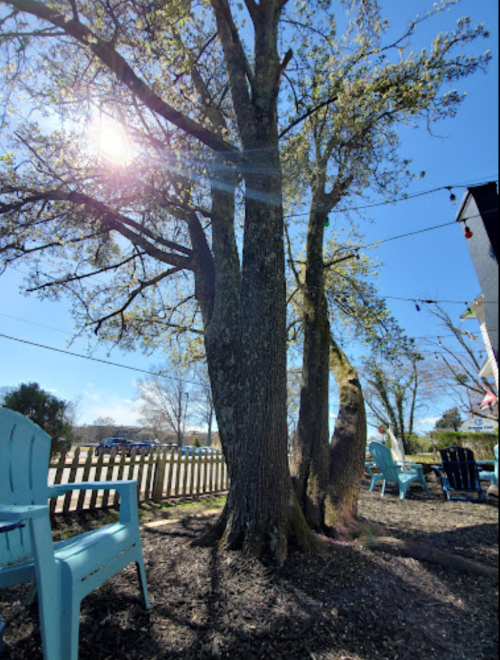 A sunny outdoor scene featuring two trees and blue chairs, with a clear sky and a fence in the background.