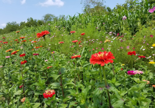 A vibrant field of colorful flowers, including red and pink blooms, under a blue sky with scattered clouds.