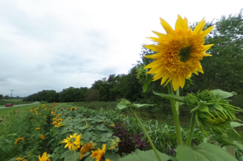 A close-up of a vibrant sunflower with a field of sunflowers and greenery in the background under a cloudy sky.