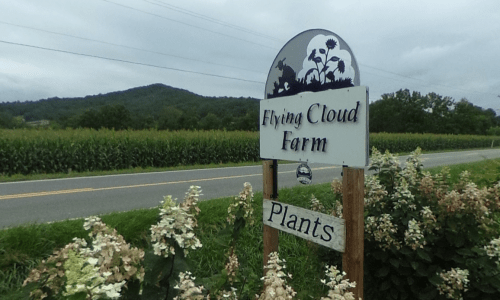 Sign for Flying Cloud Farm with a backdrop of cornfields and mountains under a cloudy sky.