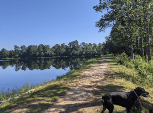 A serene lakeside path lined with trees, featuring a black dog walking along the shore under a clear blue sky.