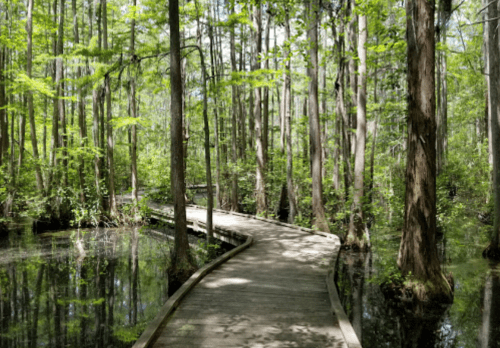 A winding wooden path through a lush green forest with water on either side, surrounded by tall trees.