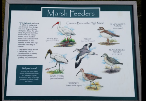 Illustrated sign showing common birds in the high marsh, including ibis, willet, and black-bellied plover, with descriptions.