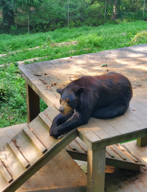 A black bear lounging on a wooden platform in a natural setting, surrounded by greenery.