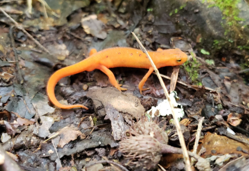 An orange salamander crawling on a bed of leaves and soil in a forested area.