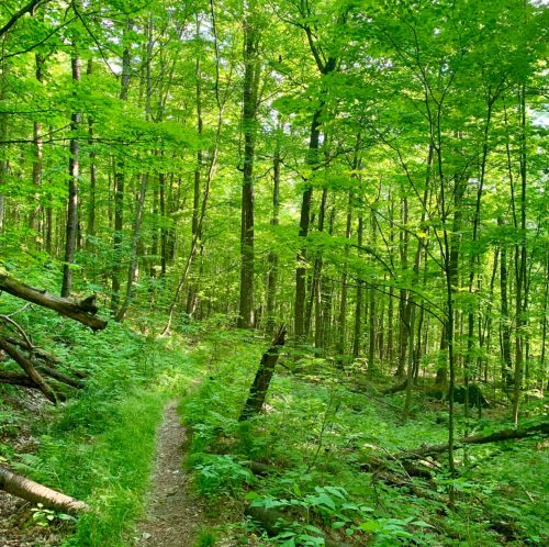 A serene forest path surrounded by lush green trees and undergrowth, inviting exploration and tranquility.
