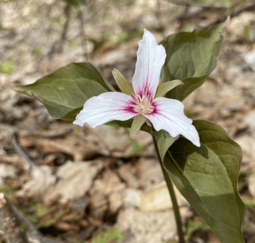 A close-up of a white flower with pink stripes, surrounded by green leaves on a forest floor.