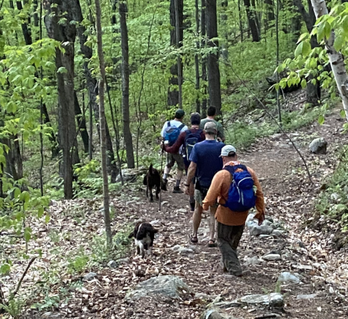 A group of hikers with dogs walking along a wooded trail surrounded by green trees.