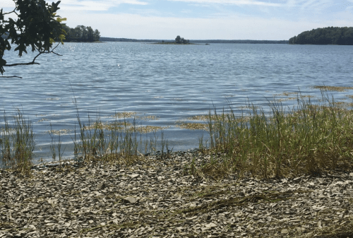 A serene lakeside view with calm water, rocky shore, and lush greenery under a clear blue sky.