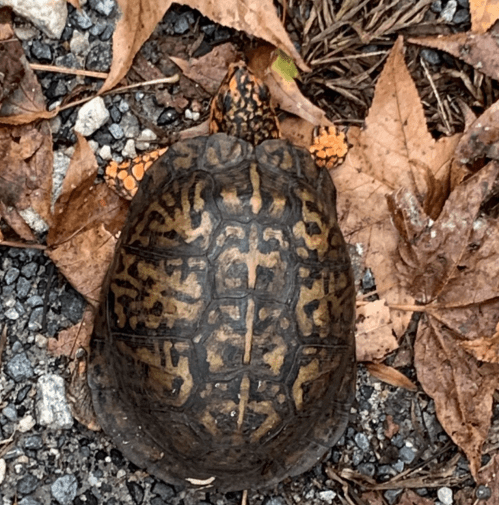 A turtle resting on a bed of fallen leaves and gravel, showcasing its patterned shell.