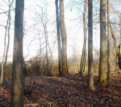 A serene forest scene with tall trees and fallen leaves, overlooking a calm body of water in the background.