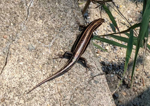 A striped lizard resting on a cracked concrete surface, surrounded by grass and gravel.