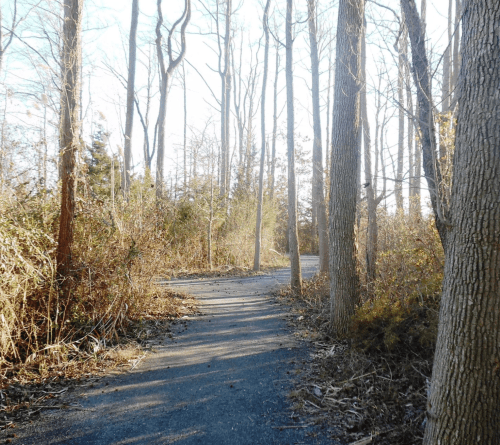 A winding path through a wooded area with bare trees and sparse underbrush on a sunny day.