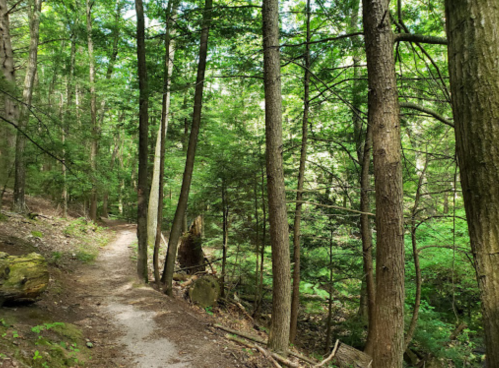A winding dirt path through a lush green forest with tall trees and dense foliage on either side.
