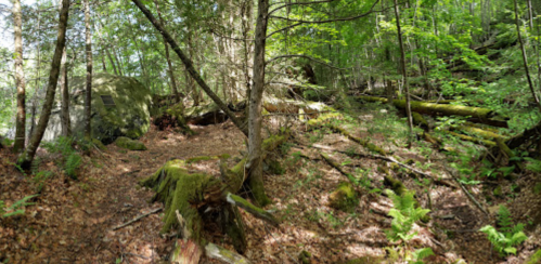 A forest scene with lush greenery, fallen trees, and a moss-covered structure partially hidden among the foliage.