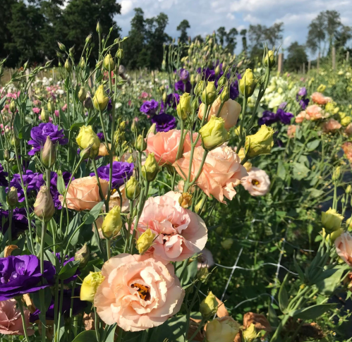 A vibrant field of flowers featuring peach and purple blooms under a blue sky.