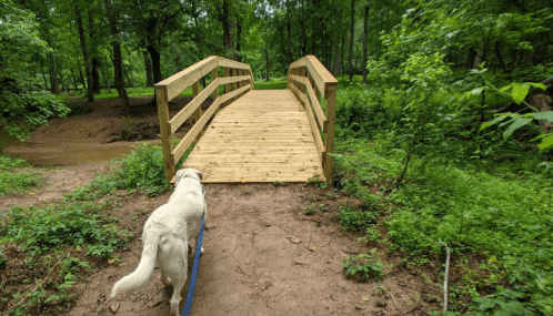 A white dog walks on a leash towards a wooden bridge in a lush green forest.