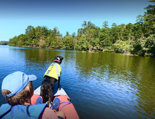 A person and a dog in life jackets sit on a kayak, enjoying a calm lake surrounded by trees.