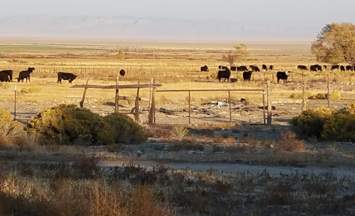 A herd of black cows grazing in a sunlit field with a wooden fence and sparse vegetation in the foreground.
