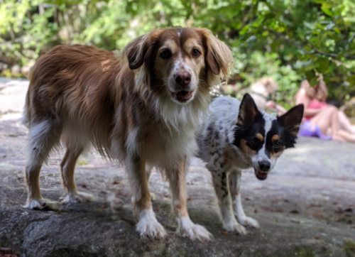 Two dogs stand on a rocky surface in a forested area, with people relaxing in the background.