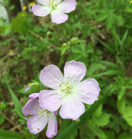 Delicate pink flowers with white centers bloom among green foliage in a natural setting.