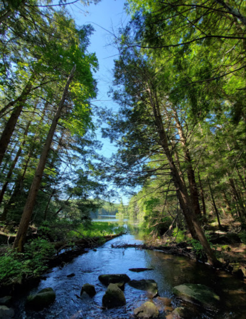 A serene forest scene with tall trees lining a calm stream under a clear blue sky.