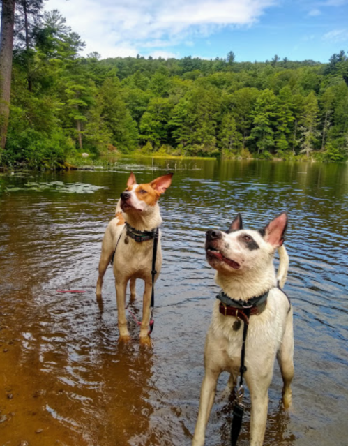 Two dogs stand in shallow water by a forested lake, looking up with curious expressions.