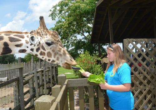 A girl in a blue shirt feeds lettuce to a giraffe at a zoo on a sunny day.