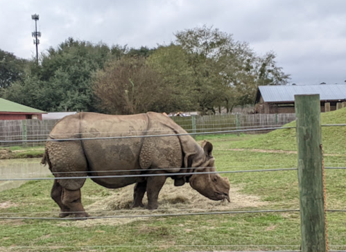 A rhinoceros grazes on grass in a fenced enclosure, surrounded by trees and a cloudy sky.