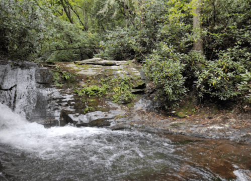 A serene forest scene featuring a small waterfall cascading over rocks, surrounded by lush greenery.