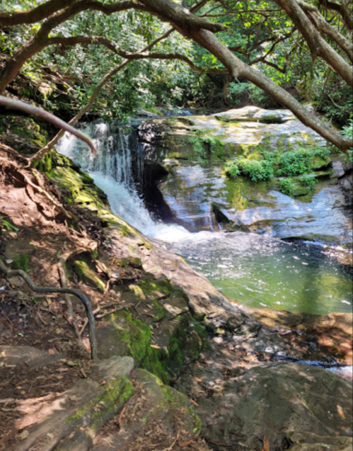 A serene waterfall cascades over rocks into a tranquil pool, surrounded by lush greenery and tree branches.