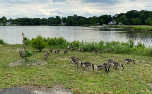 A flock of geese forages on grassy land near a calm lake, with trees and houses in the background under a cloudy sky.