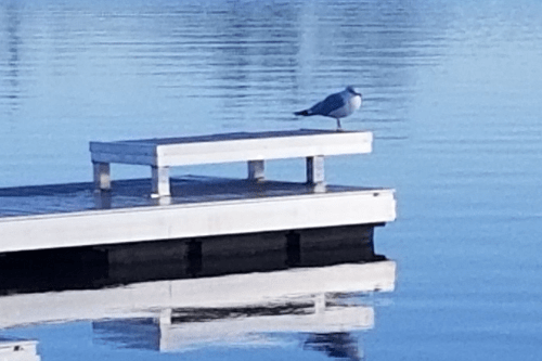 A seagull stands on a white dock, reflecting in calm blue water.