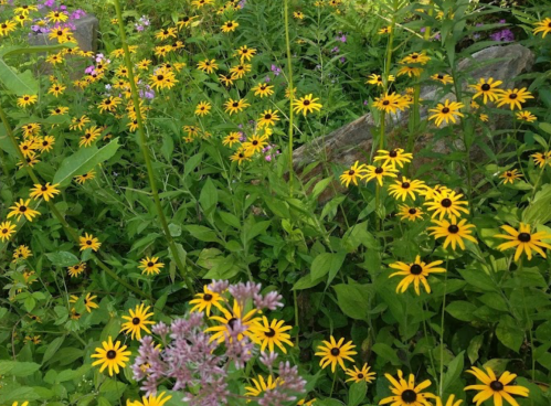 A vibrant garden filled with yellow daisies and purple wildflowers amidst lush green foliage.