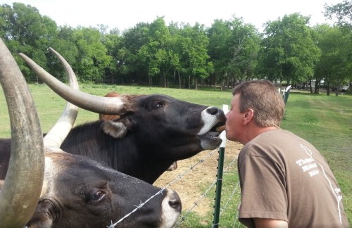 A man leans in to kiss a cow through a fence, with another cow nearby in a green pasture.