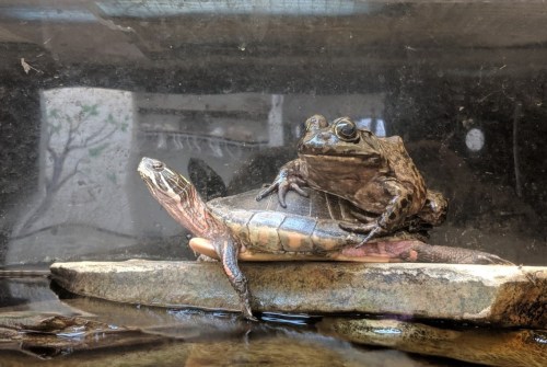 A frog sitting on the back of a turtle on a rock in a tank, with water and a blurred background.