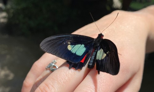 A black butterfly with blue and green markings resting on a person's hand, showcasing its vibrant wings.