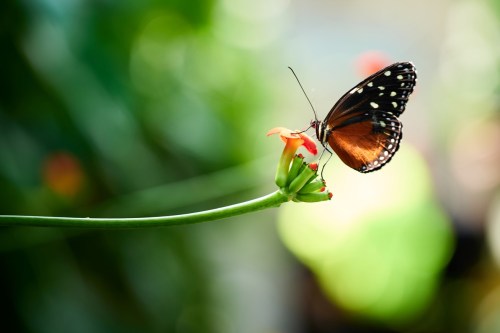 A butterfly with orange and black wings perched on a vibrant flower, surrounded by a blurred green background.