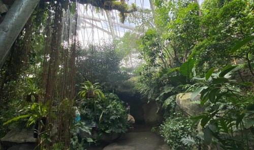 Lush indoor garden with diverse greenery, rocks, and a glass ceiling allowing natural light to filter through.