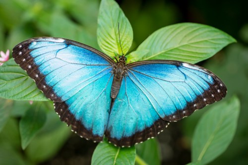 A vibrant blue butterfly with black edges resting on green leaves.