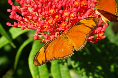 A vibrant orange butterfly perched on a bright red flower, surrounded by lush green leaves.