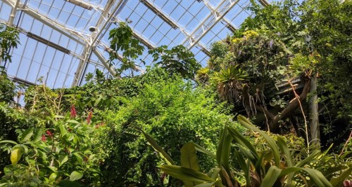 Lush greenery fills a greenhouse, with vibrant plants and a glass ceiling letting in natural light.