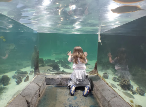 A child gazes into a large aquarium, hands pressed against the glass, surrounded by underwater scenery.